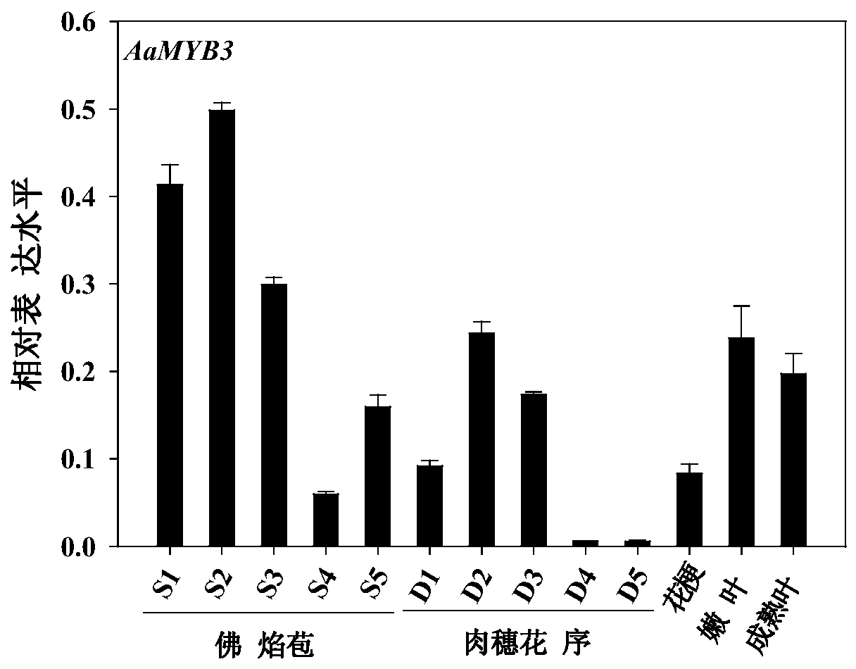 Anthurium aamyb3 transcription factor and its encoding gene and application