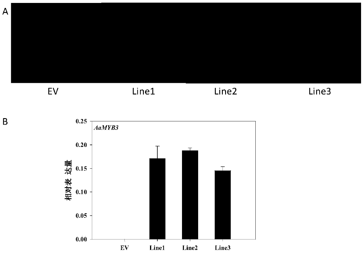 Anthurium aamyb3 transcription factor and its encoding gene and application