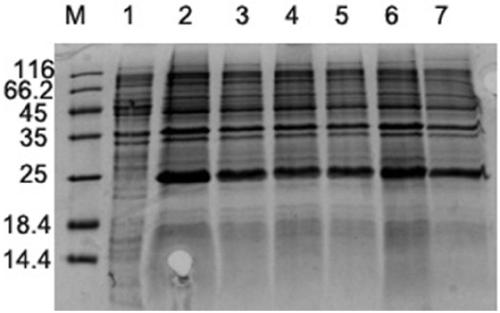 Sturgeon disease-resistant immune protein and preparation method and application thereof