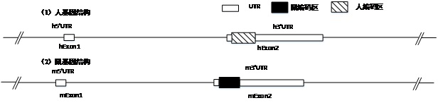 Cx3cr1 gene humanized non-human animal and its construction method and application