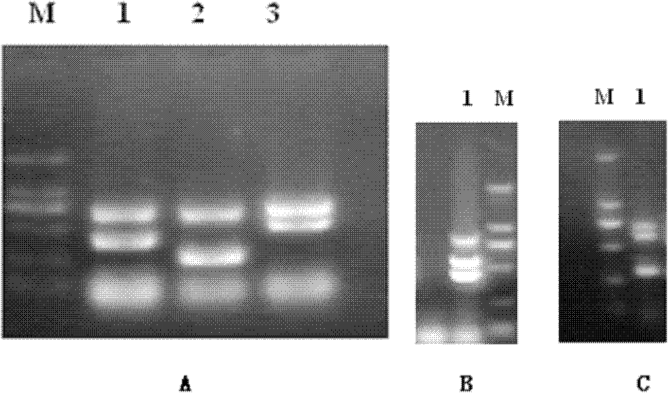Multiple PCR detection kit for virulence factors of streptococcus suis and detection method thereof