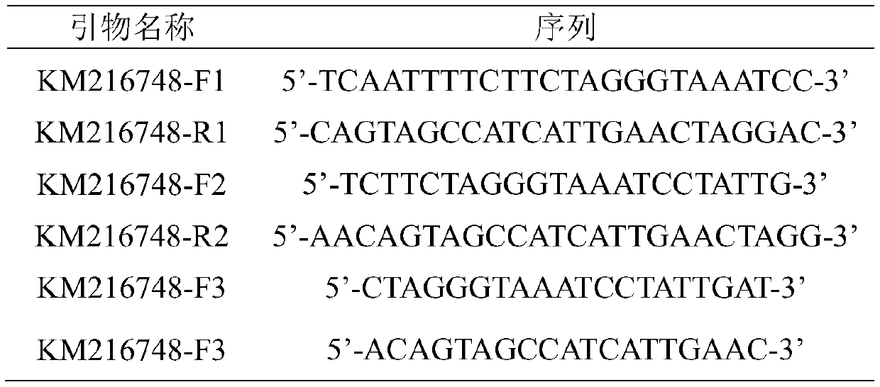 Specific primers for quantitative detection of red-eared slider biomass in environment and detection method and application of specific primers