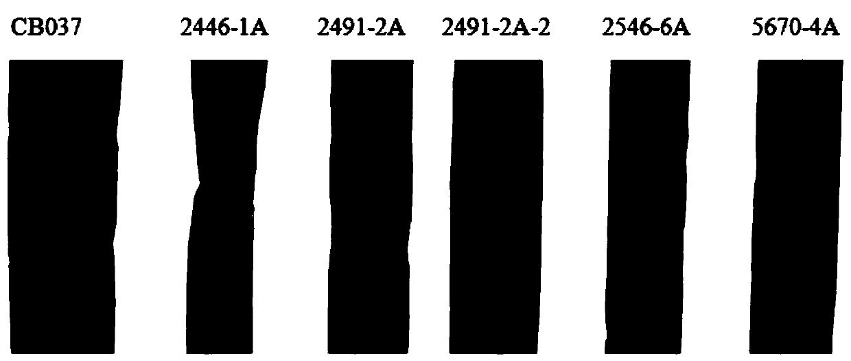 Application of wheat stripe rust pstg_06025 gene in stripe rust control and cultivation method of stripe rust-resistant wheat