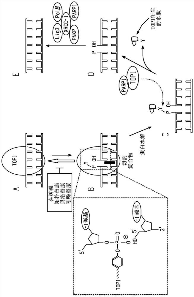 Britianone base derivatives useful as inhibitors of topoisomerase Ib (TOP1) and/or tyrosyl-DNA phosphodiesterase 1 (TDP1)