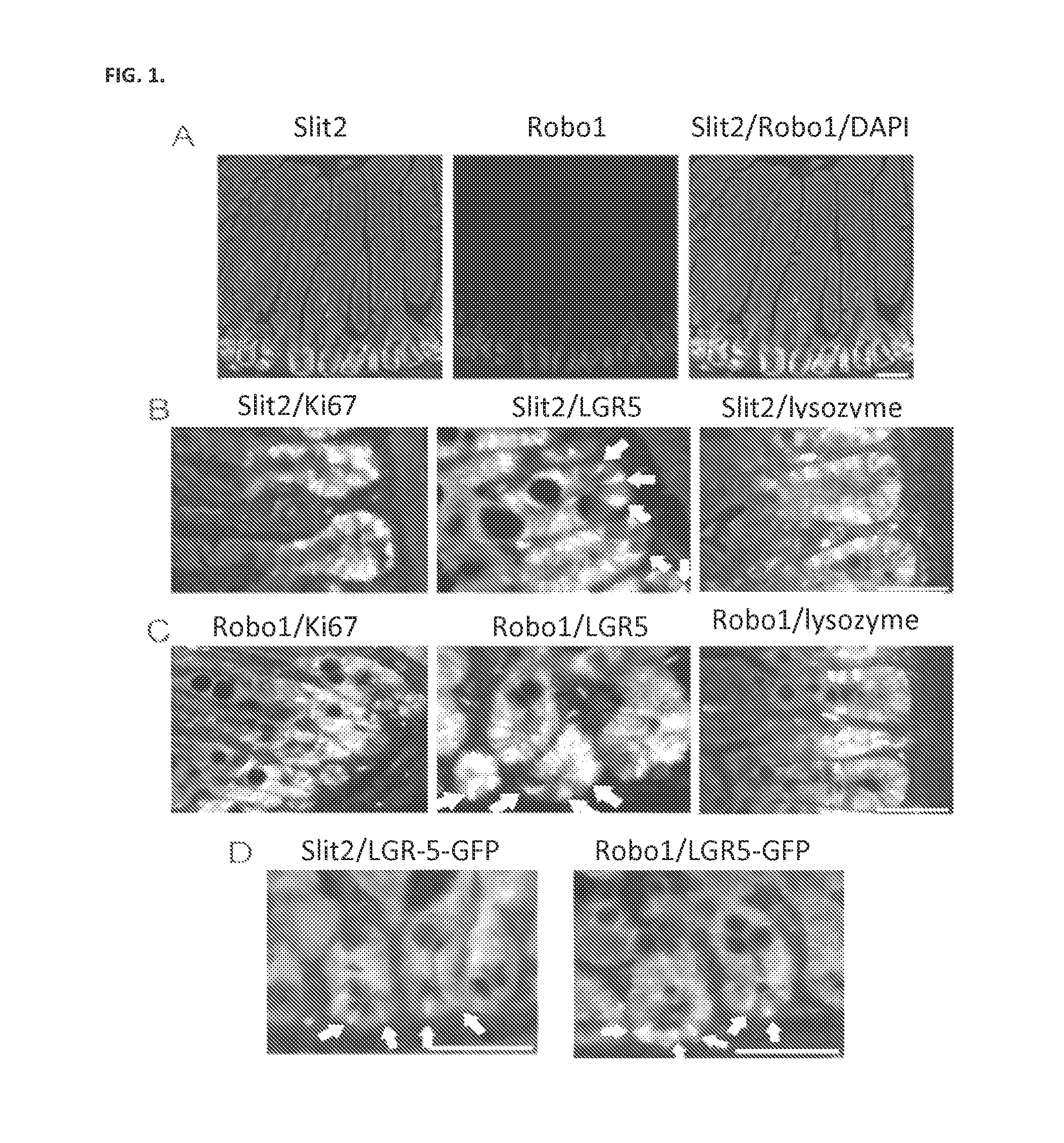 Compositions and methods relating to induction of intestinal stem cell homeogenesis and/or regeneration