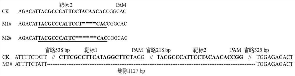 Method for site-specific mutagenesis of taraxacum kok-saghyz or dandelion genes by using CRISPR/Cas9 system