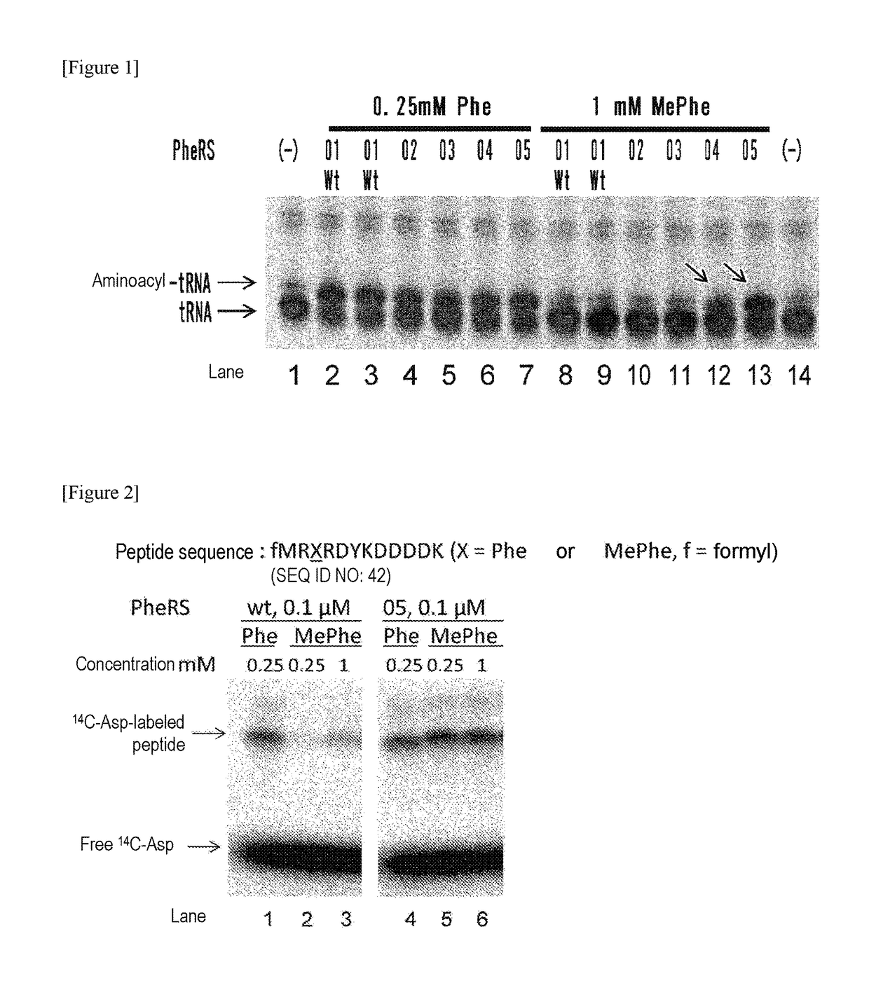 MODIFIED AMINOACYL-tRNA SYNTHETASE AND USE THEREOF