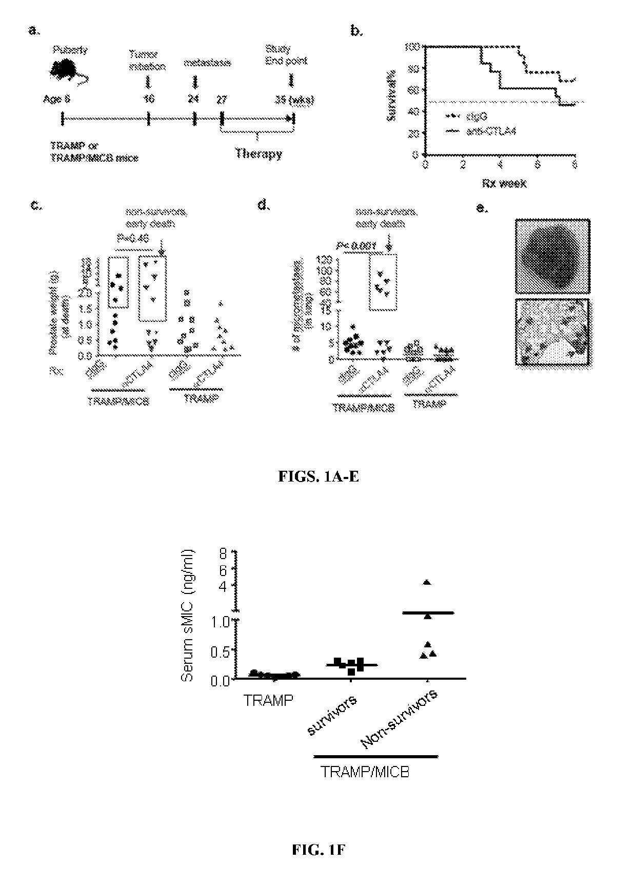 Methods and compositions for the treatment of cancer combining an Anti-smic antibody and immune checkpoint inhibitors