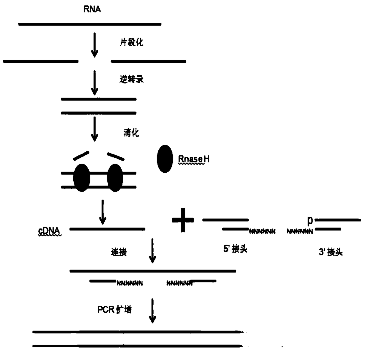 Method for constructing chain specific RNA library and application