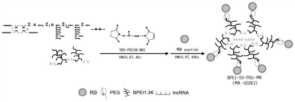 Targeted cell-penetrating peptide for enhancing radiotherapy sensitivity of cervical cancer, modified nanoparticle compound and pharmaceutical application