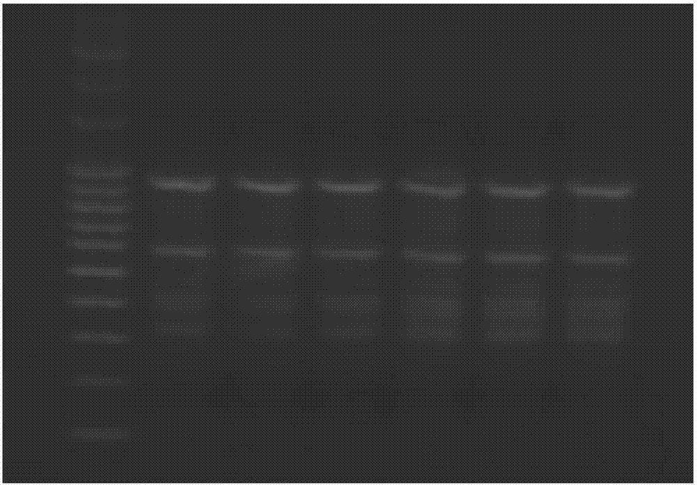 Application of Tibetan glossy mushroom to preparing preparations for regulating intestinal floras in patients suffering from type II diabetes mellitus