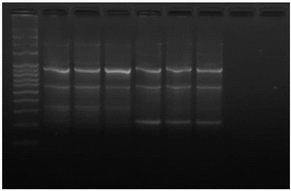 Application of Tibetan glossy mushroom to preparing preparations for regulating intestinal floras in patients suffering from type II diabetes mellitus