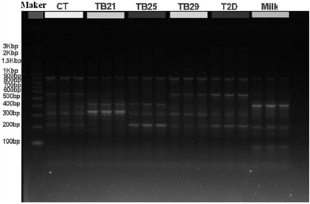 Application of Tibetan glossy mushroom to preparing preparations for regulating intestinal floras in patients suffering from type II diabetes mellitus