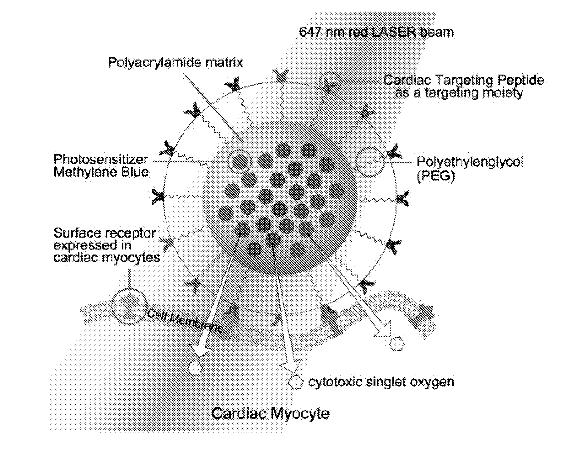 Systems and methods for targeted imaging and ablation of cardiac cells