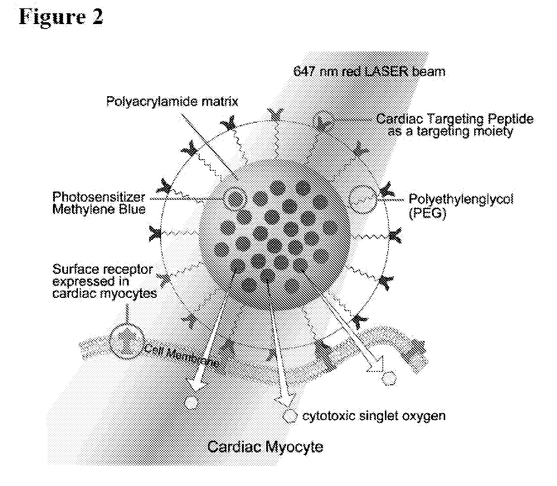 Systems and methods for targeted imaging and ablation of cardiac cells