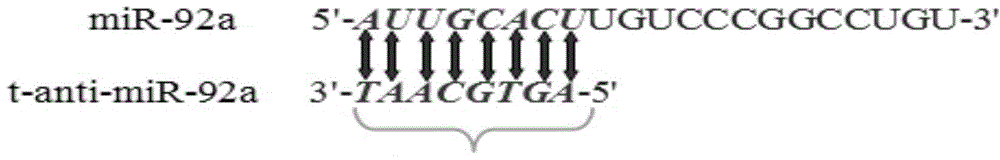 Small antisense oligonucleotide aiming at miR-92a seed sequence and application