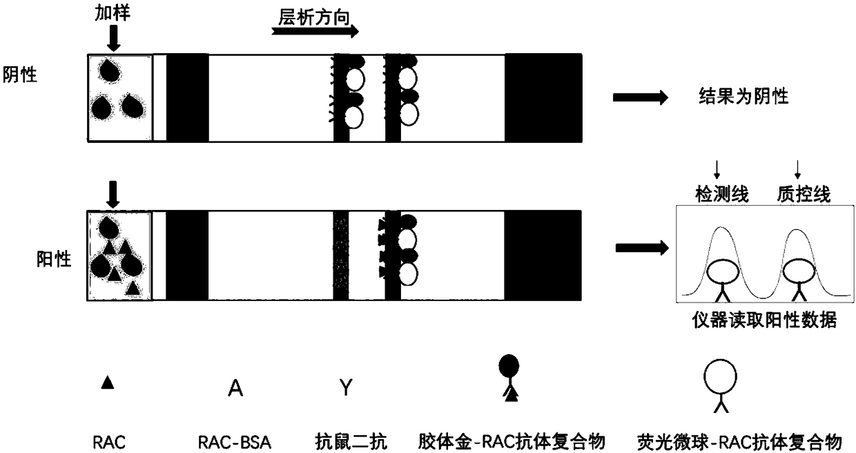 Fluorescent microsphere-colloidal gold double-color-development qualitative and quantitative immunochromatographic test strip for detecting ractopamine, and preparation method of test strip