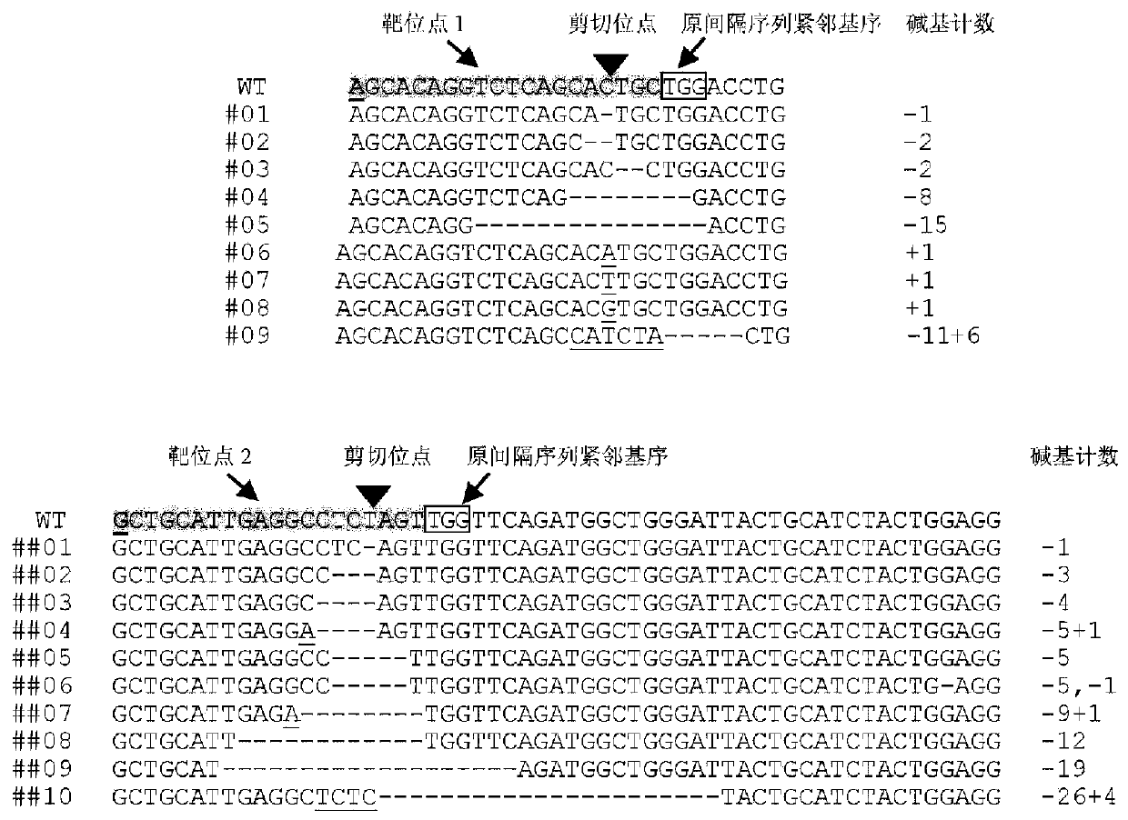 Method for performing site-directed mutation on rice TDR gene by CRISPR\Cas9 system and detection method