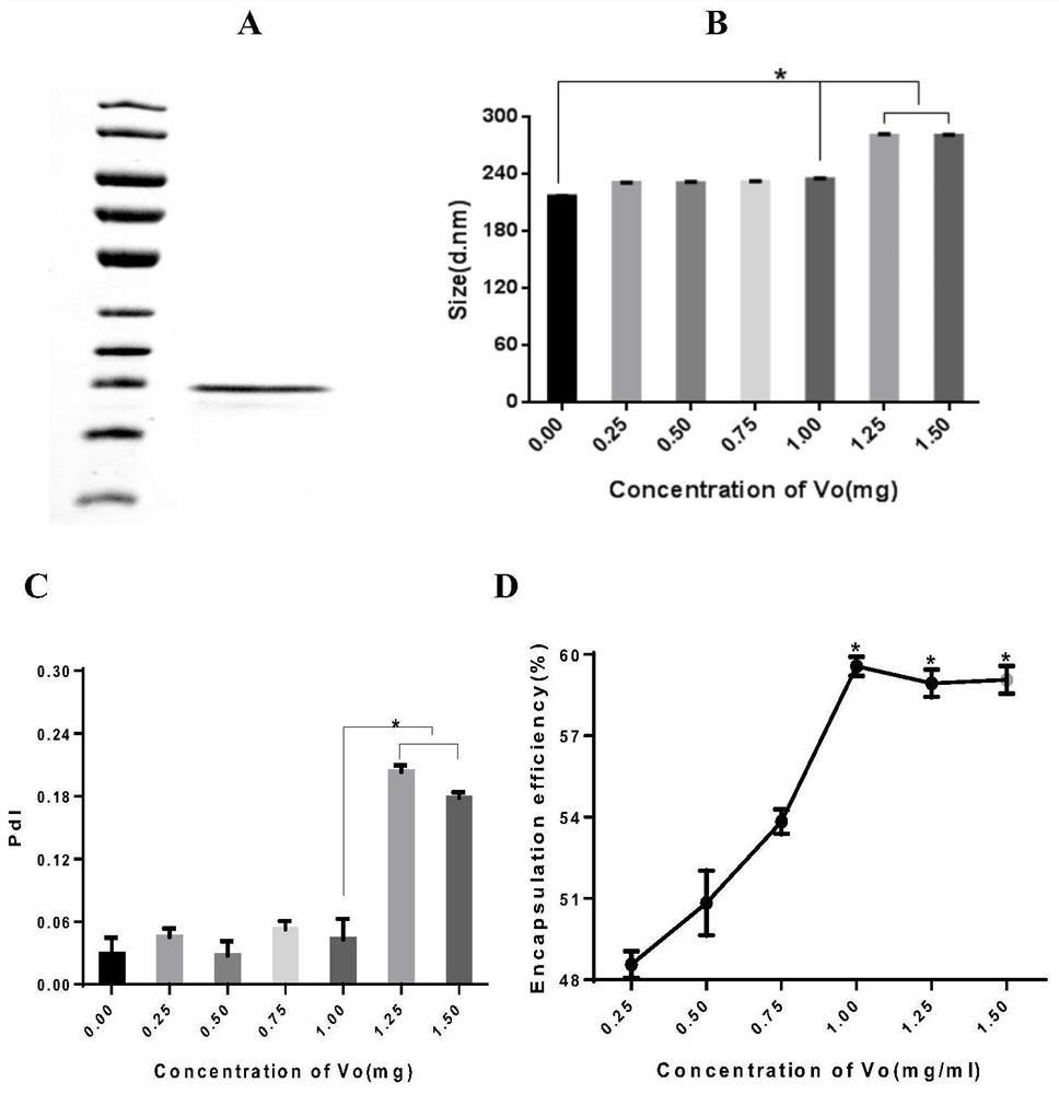 Escherichia coli VO outer membrane protein nanoparticle vaccine modified plga with chitosan and its preparation method and application