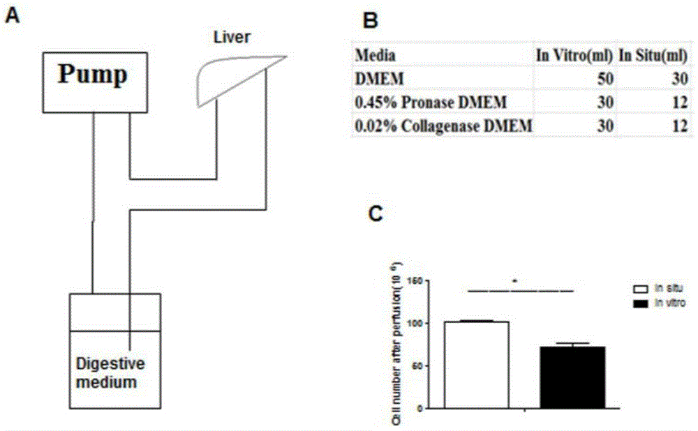 Method for separating out and purifying Kupffer cells in livers