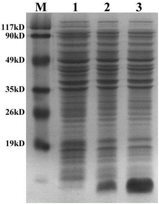 Optimized recombinant antigen polypeptide Abeta1-15-HSP60 nucleotide sequence and high-efficiency preparation method thereof