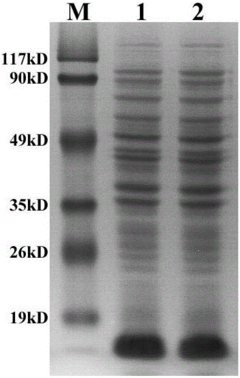 Optimized recombinant antigen polypeptide Abeta1-15-HSP60 nucleotide sequence and high-efficiency preparation method thereof