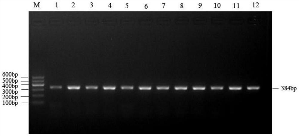 A molecular marker related to quail sorrel plumage traits and its application