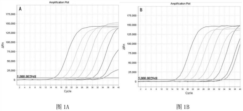 Freeze-dried novel coronavirus fluorescent PCR detection kit and preparation method thereof