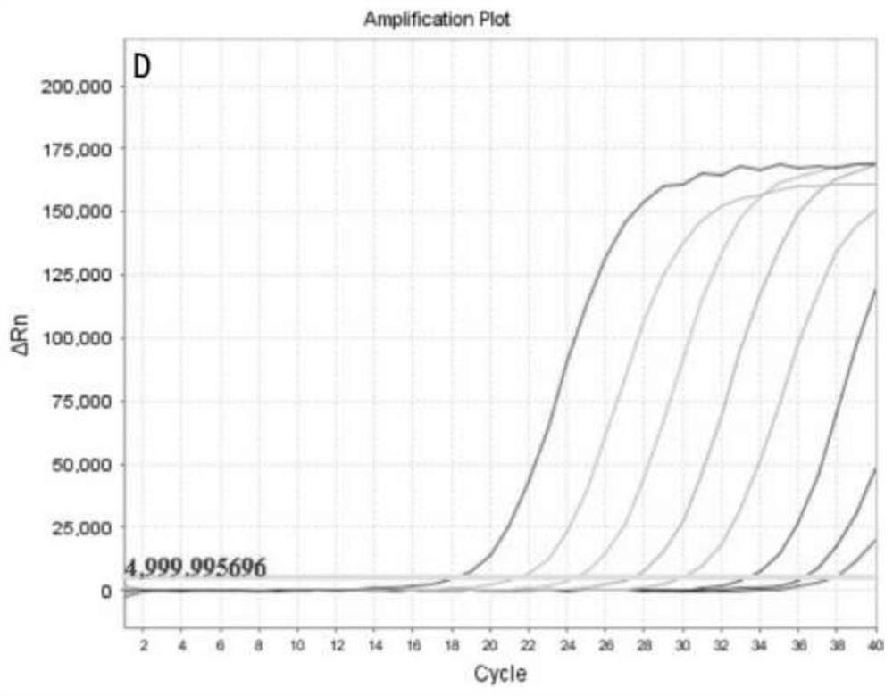 Freeze-dried novel coronavirus fluorescent PCR detection kit and preparation method thereof