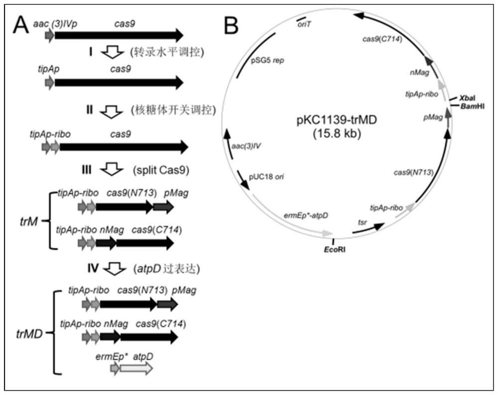 A method for enhancing the gene editing efficiency of actinomycetes and its application