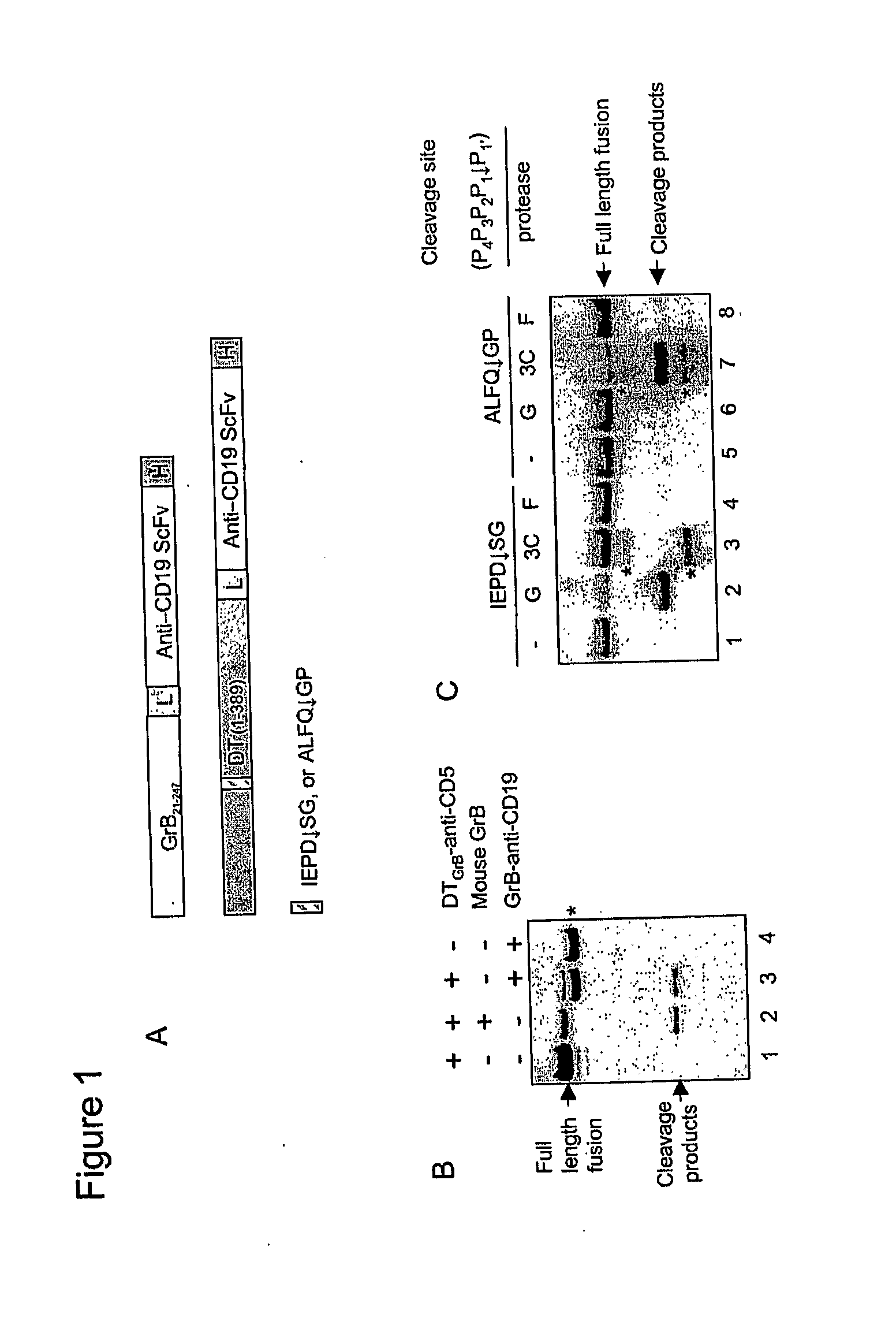 Methods, compositions, and kits for the selective activation of protoxins through combinatoral targeting