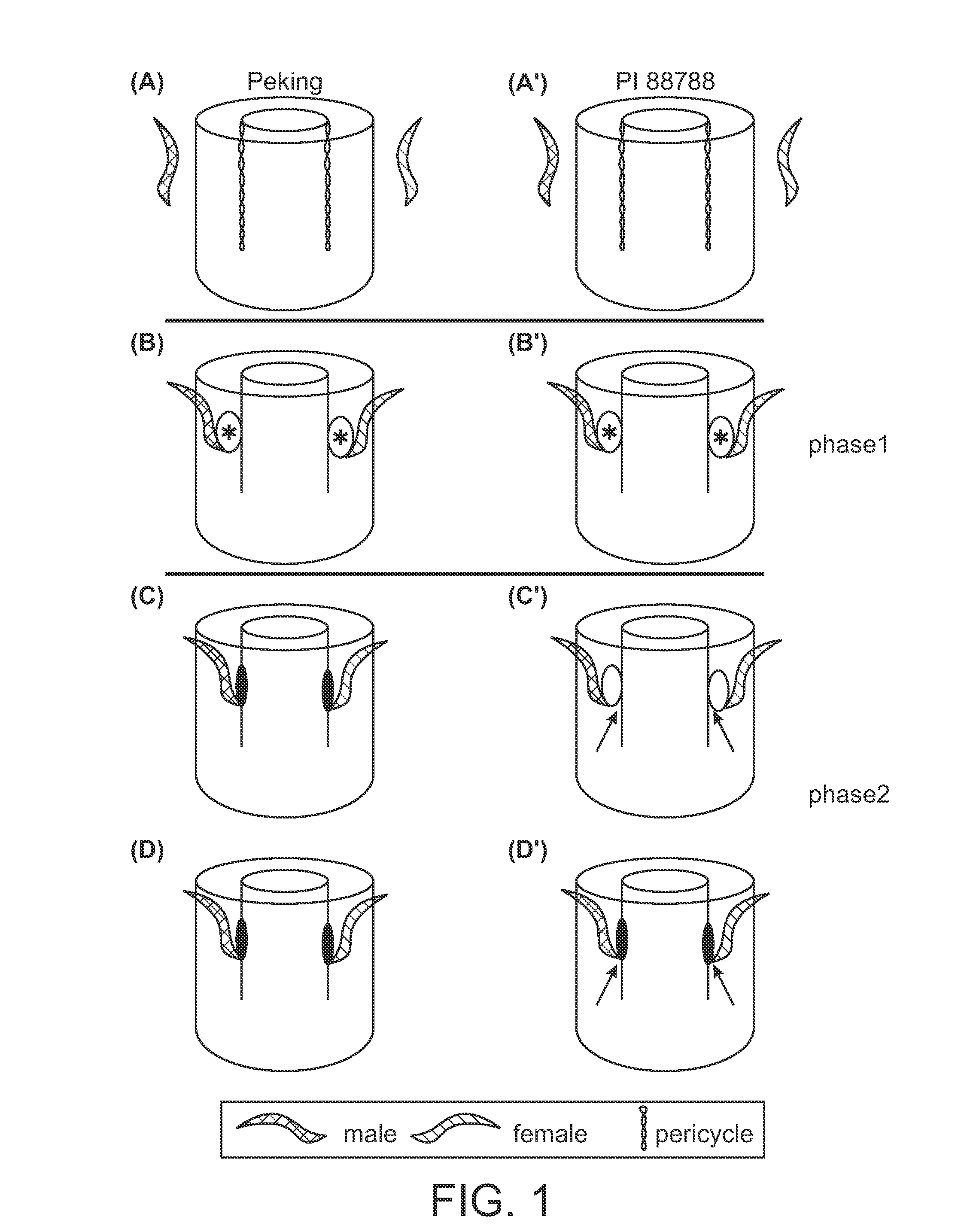 System and method for cell-type specific comparative analyses of different genotypes to identify resistance genes