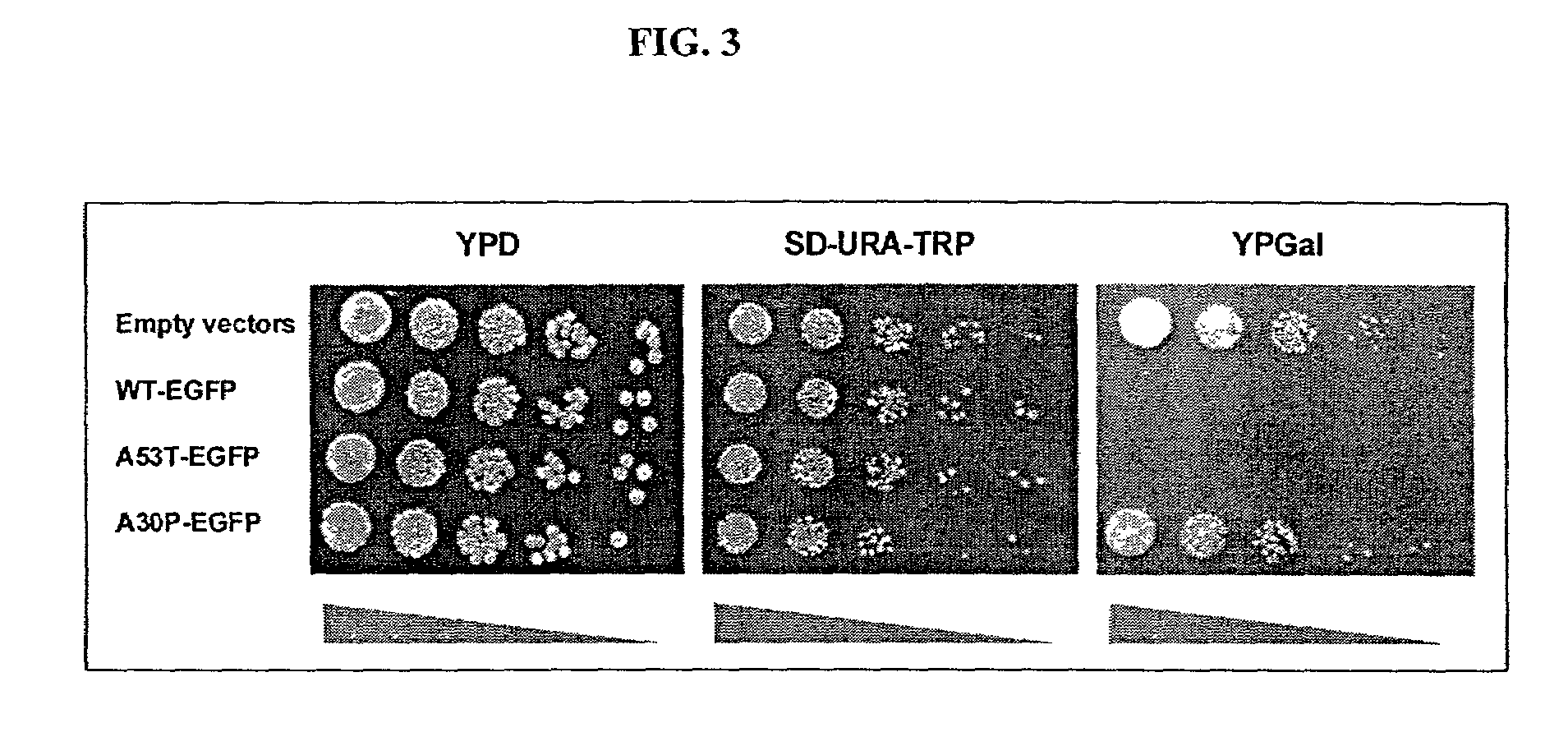 Yeast screens for treatment of human disease