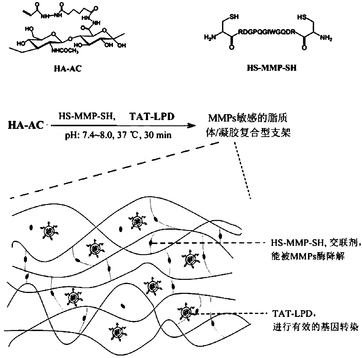 Method for preparing lipidosome/gel composite gene activation scaffold