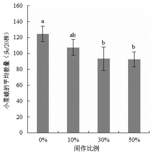 Tomato intercropping method for improving income-guaranteeing and insect pest controlling functions of brassica oleracea field