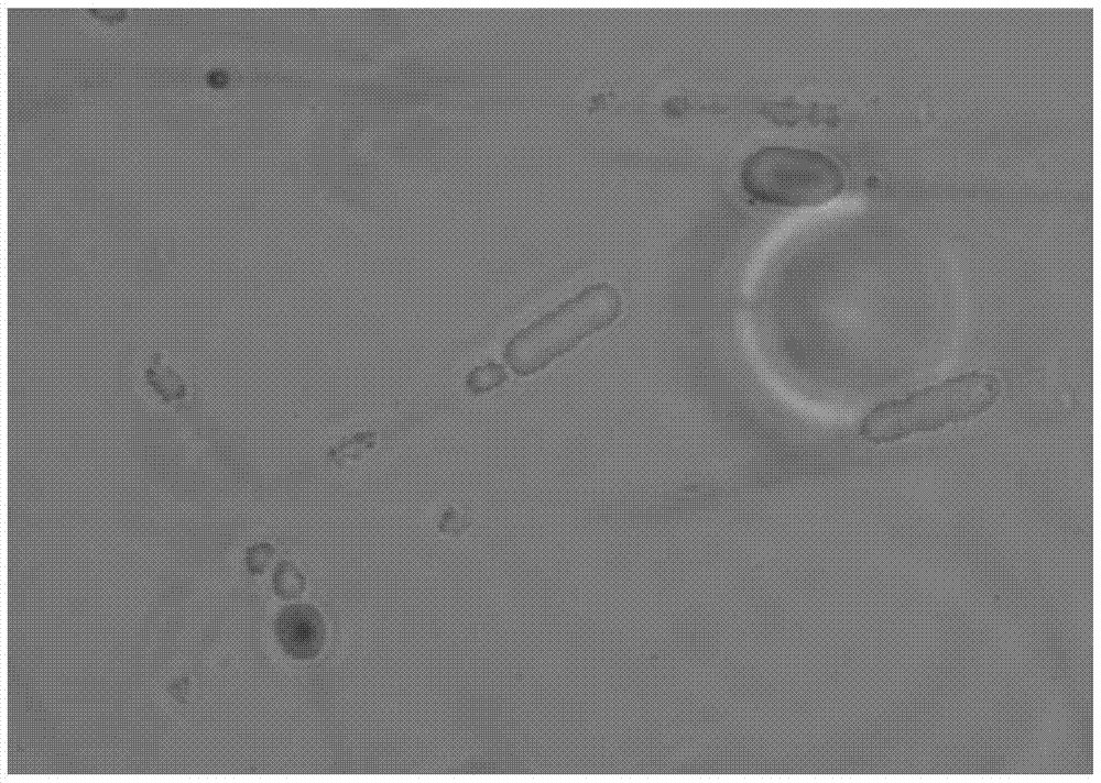 A kind of mucormycetes dk1 strain and application thereof