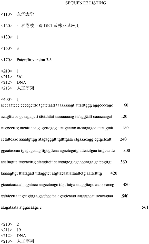 A kind of mucormycetes dk1 strain and application thereof