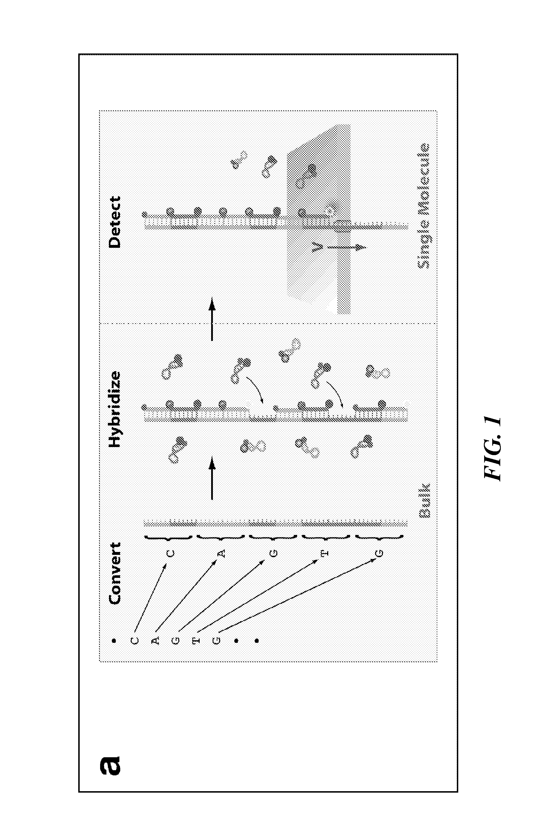 Tools and Method for Nanopores Unzipping-Dependent Nucleic Acid Sequencing