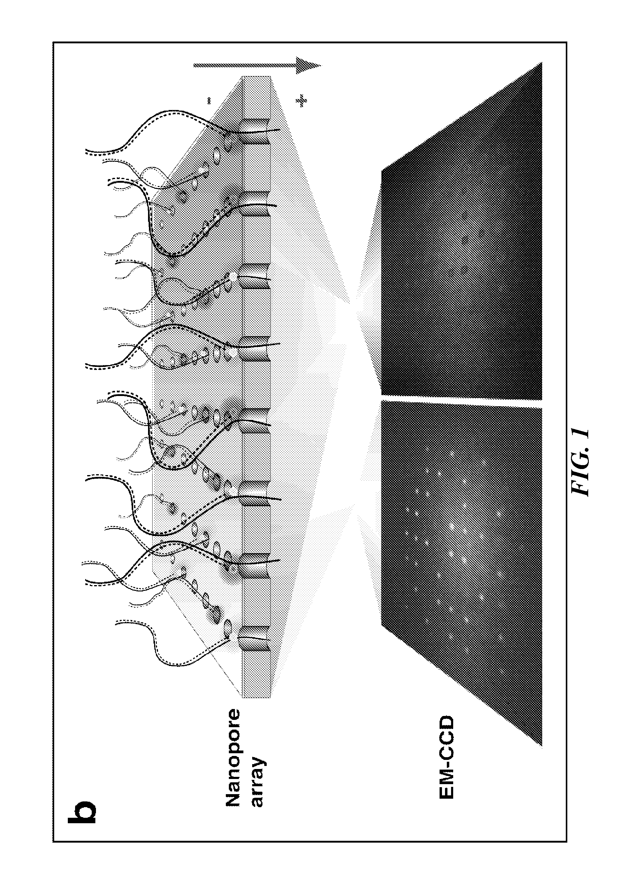 Tools and Method for Nanopores Unzipping-Dependent Nucleic Acid Sequencing
