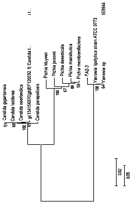 Yarrow yeast fa2-3 from the ocean and its low-temperature amylase and enzyme production method