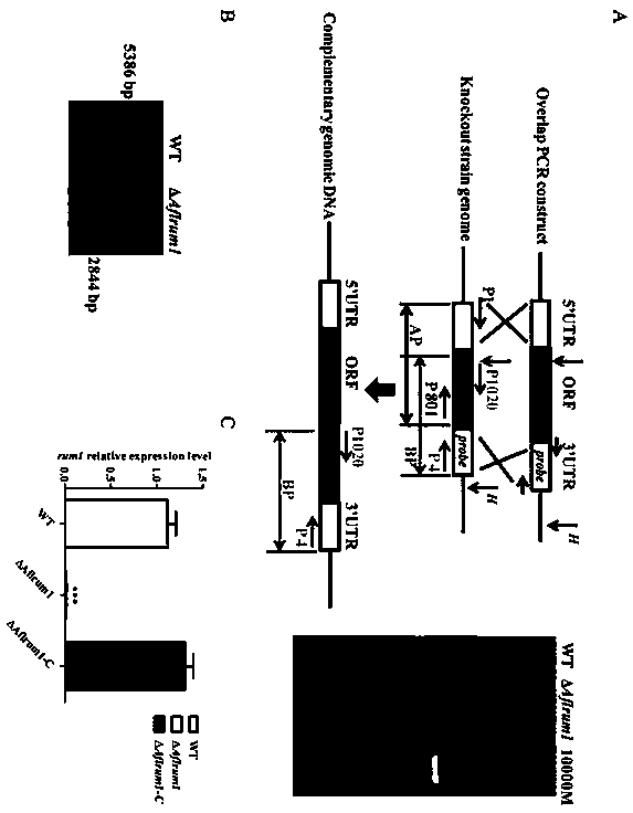 Construction of a non-aflatoxin-producing strain and method for preventing and controlling Aspergillus flavus contamination