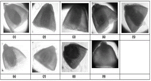 Method for rapidly detecting viability of aeluropus littoralis seeds
