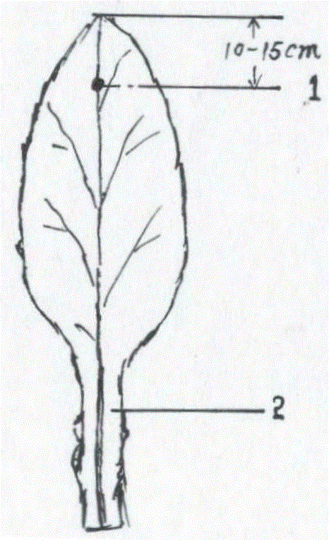 Method for increasing green degree of ball-flower bud branches of loose-flower cauliflower