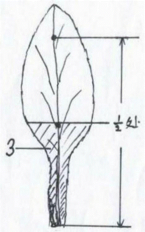 Method for increasing green degree of ball-flower bud branches of loose-flower cauliflower