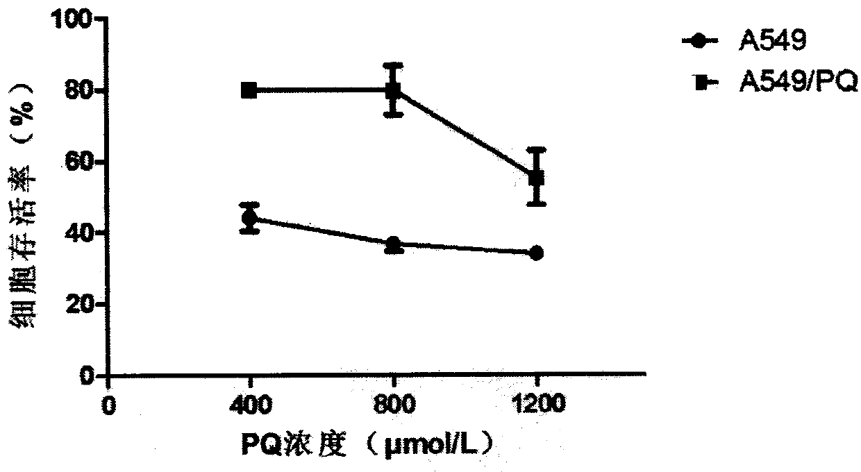 Establishment method and application of paraquat-resistant cell line of human lung cancer