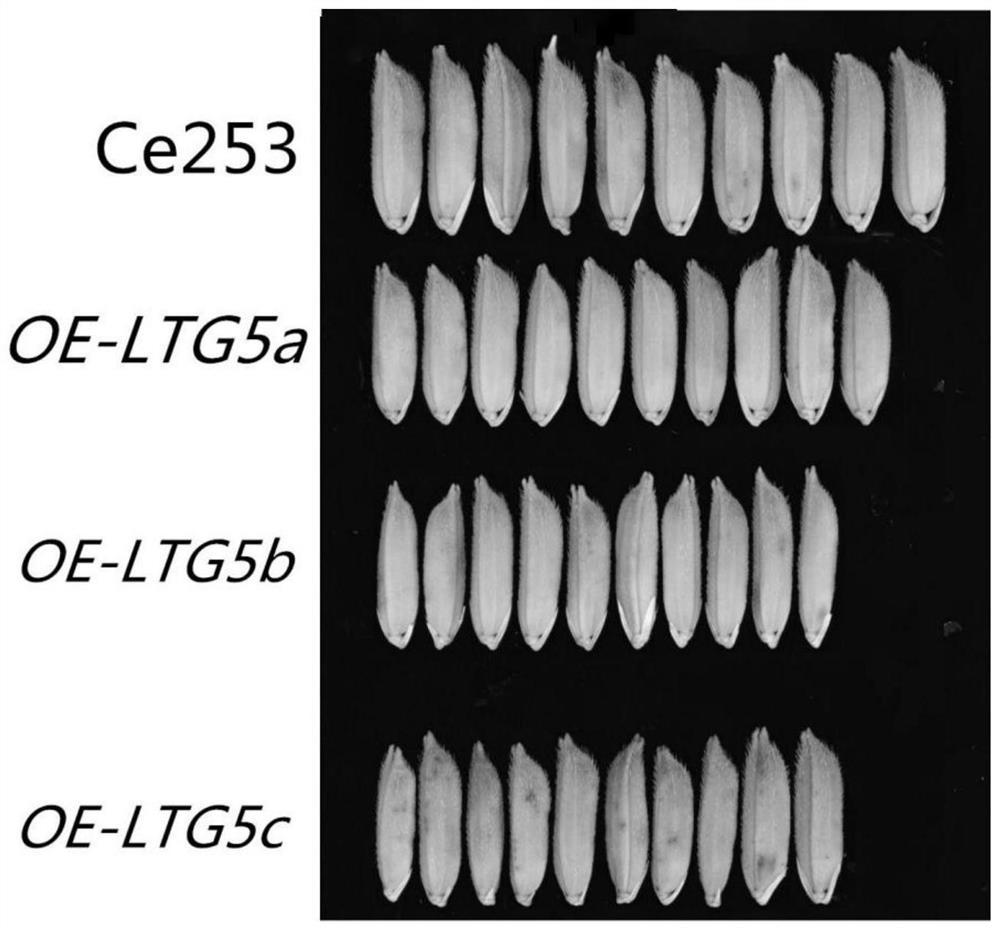 Grain type related coding gene of common wild rice and application thereof