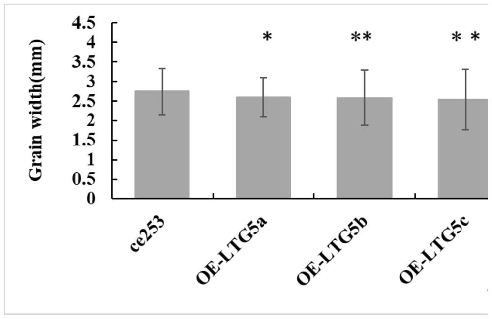 Grain type related coding gene of common wild rice and application thereof