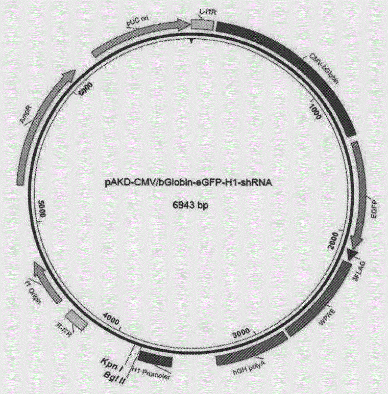 Recombinant adeno-associated virus capable of silencing CDK2 genes in targeted manner