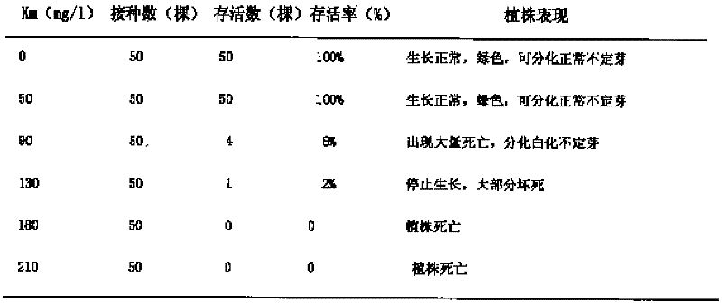 Method for creating cut flower gypsophila paniculata liriomyza sativae blandchard variety by transgene