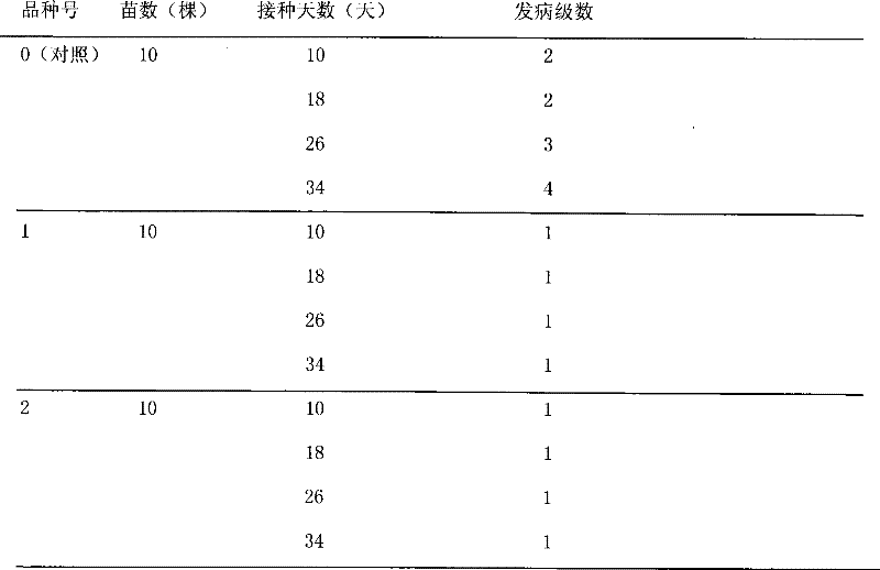 Method for creating cut flower gypsophila paniculata liriomyza sativae blandchard variety by transgene